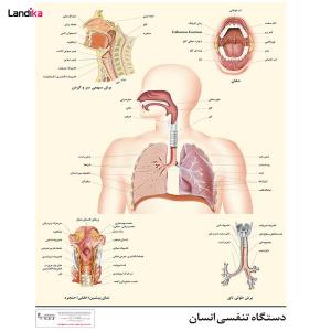 پوستر آموزشی دستگاه تنفسی انسان