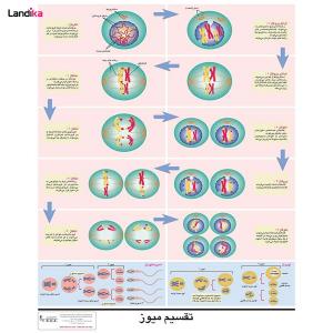 پوستر آموزشی تقسیم سلولی میوز