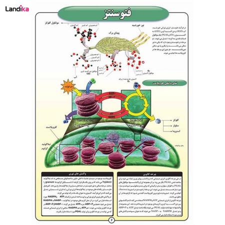 مجموعه پوستر های اطلس زیست شناسی و سلولی