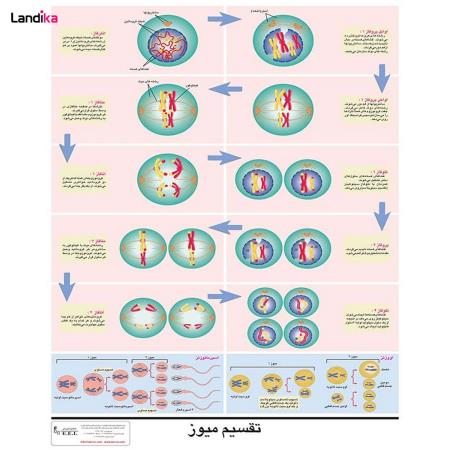 پوستر آموزشی تقسیم سلولی میوز