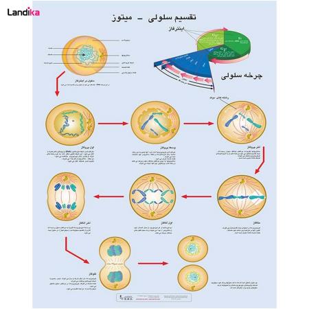 پوستر آموزشی تقسیم سلولی میتوز لمینت شده